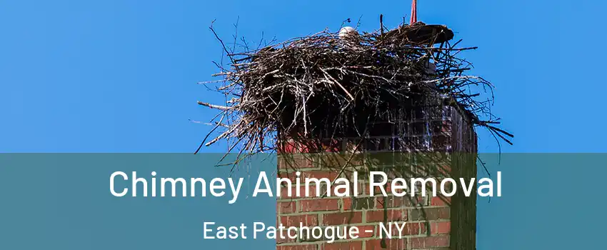  Chimney Animal Removal East Patchogue - NY