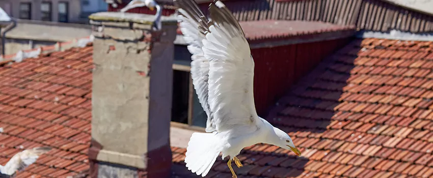 Residential Chimney Animal Removal Solution in East Patchogue, NY