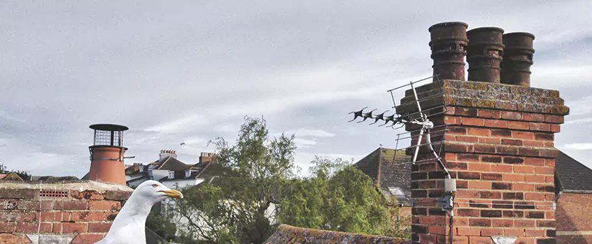 Chimney Cleaning And Restoration in East Patchogue, New York